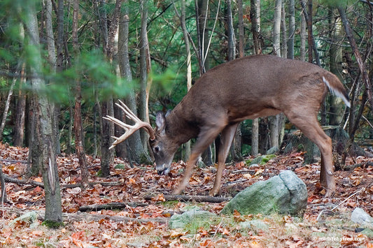 Bucks Rule