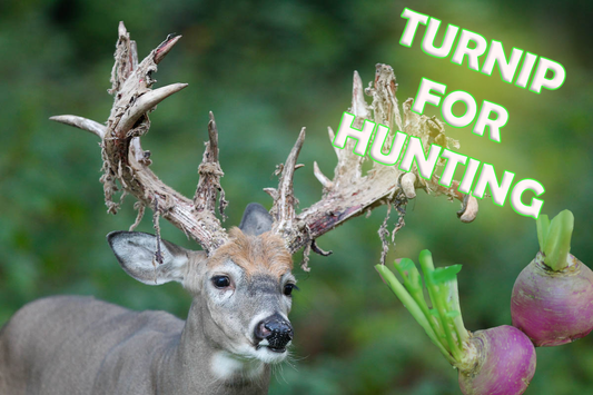 Turnip - Your Hunting Success
